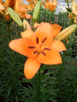 [5090 Honesty No01.JPG]